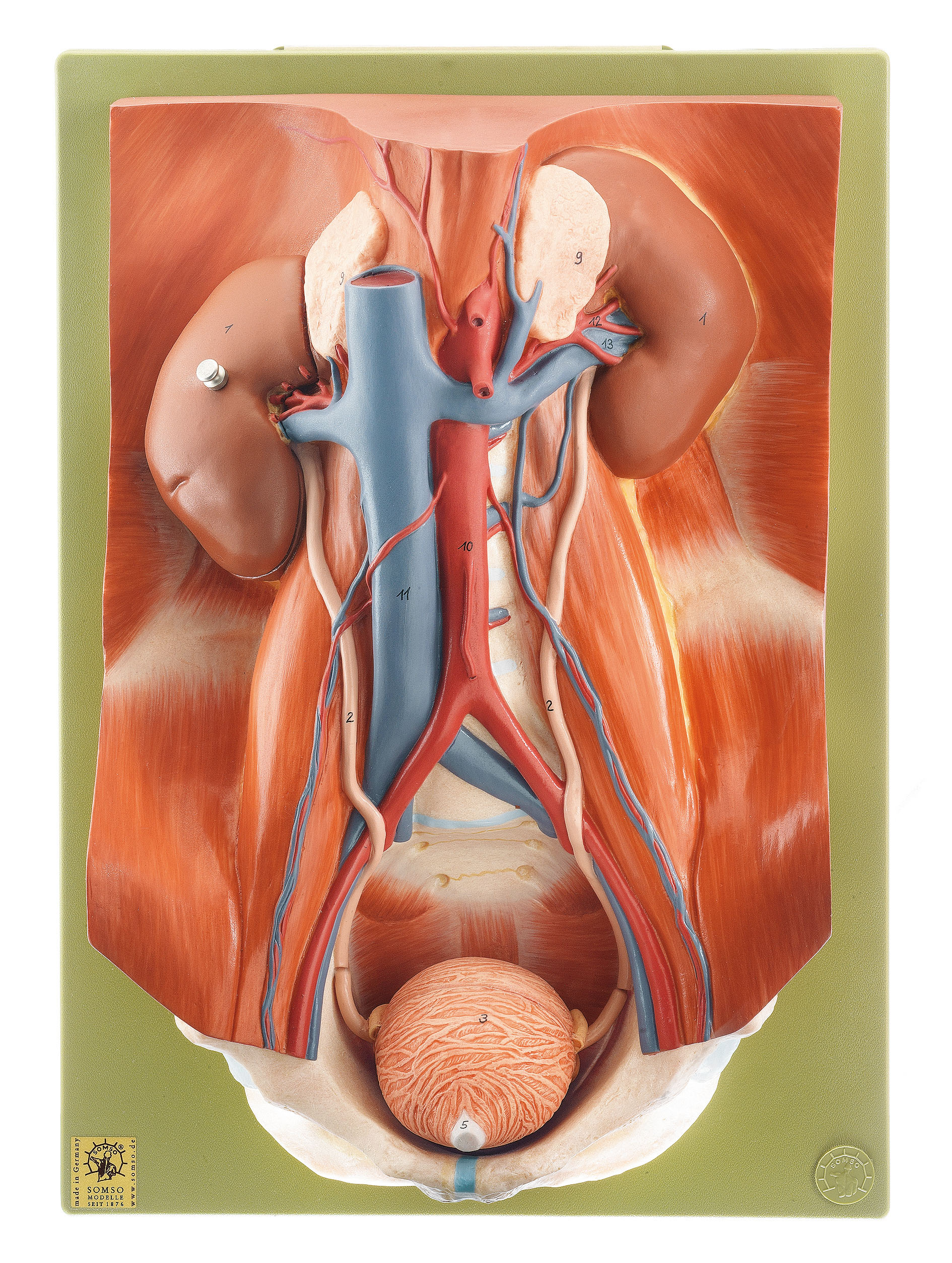 Urinary Tract