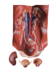 Urinary Tract