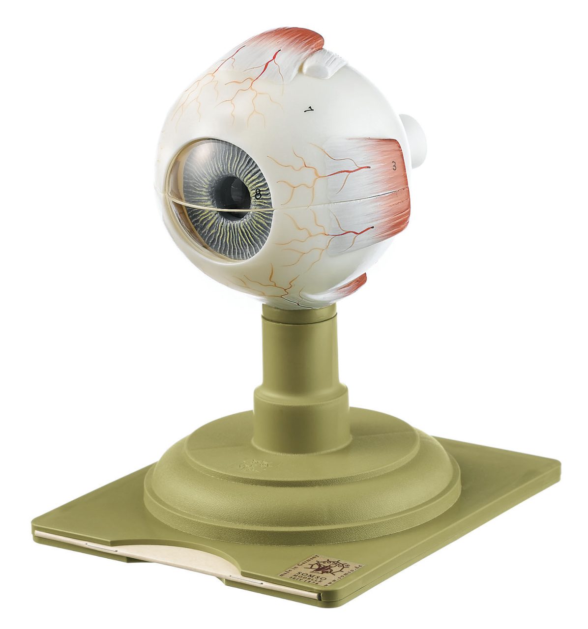Eyeball - Separates Into 6 Parts