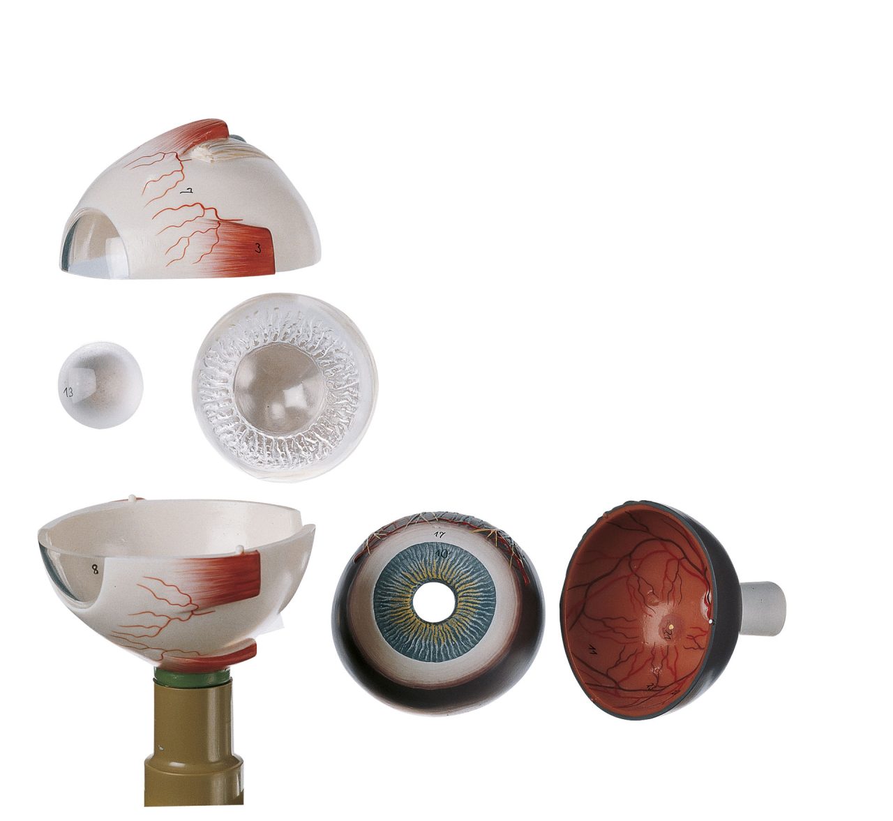 Eyeball - Separates Into 6 Parts