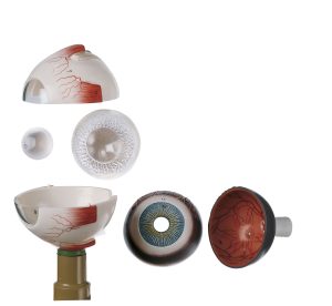 Eyeball - Separates Into 6 Parts