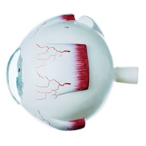 Eyeball