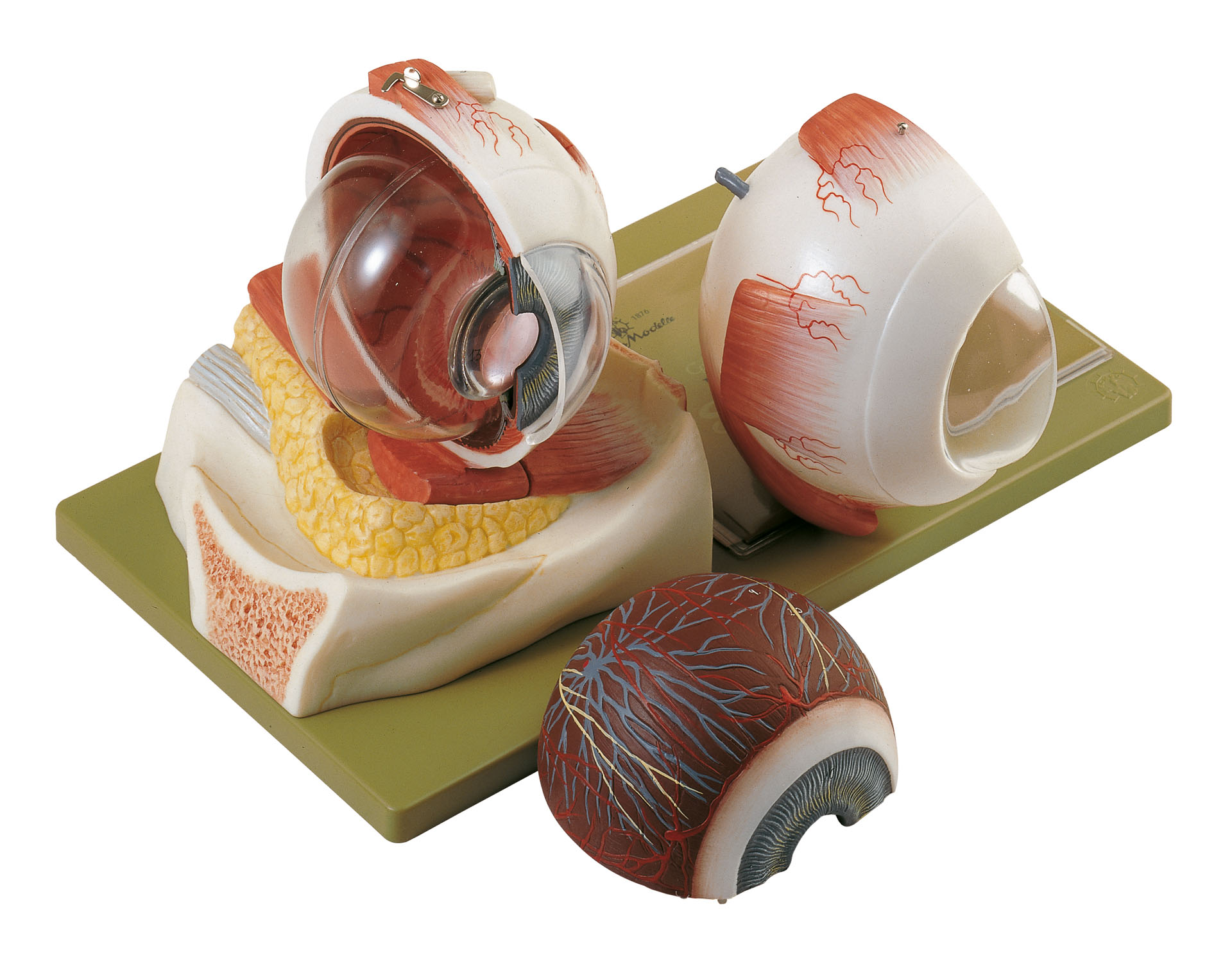 Eyeball – Separates Into 5 Parts
