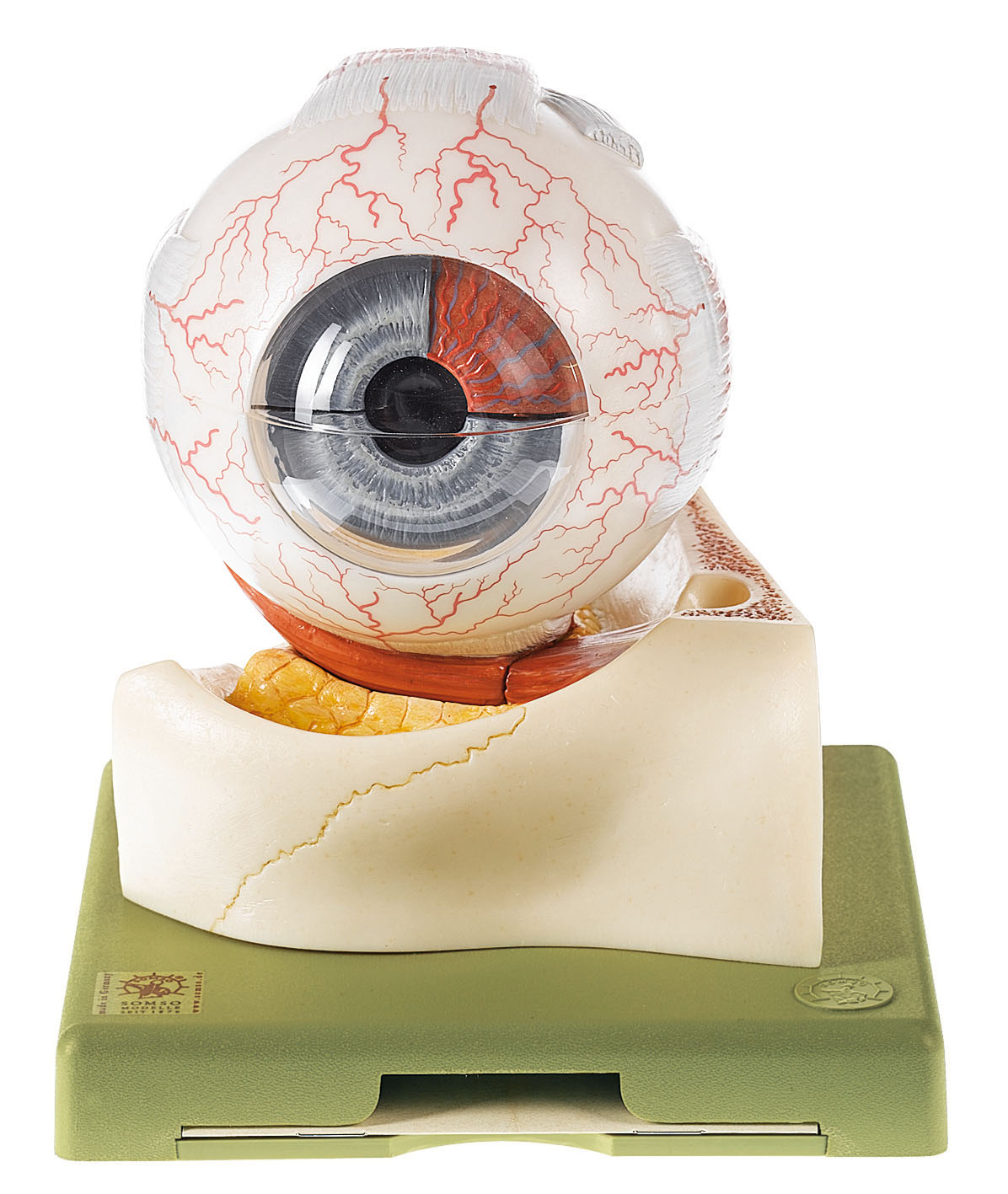 Eyeball