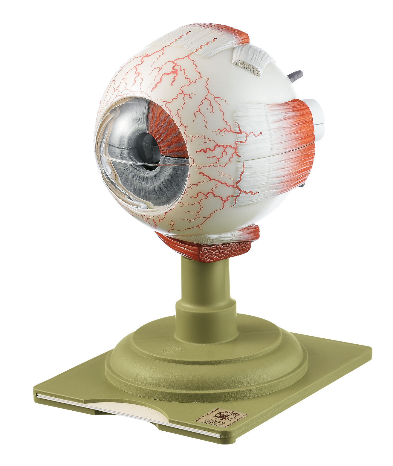 Eyeball – Separates Into 6 Parts