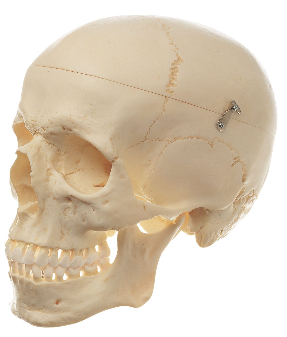 Artificial Human Skull (Separates Into 3 Parts)