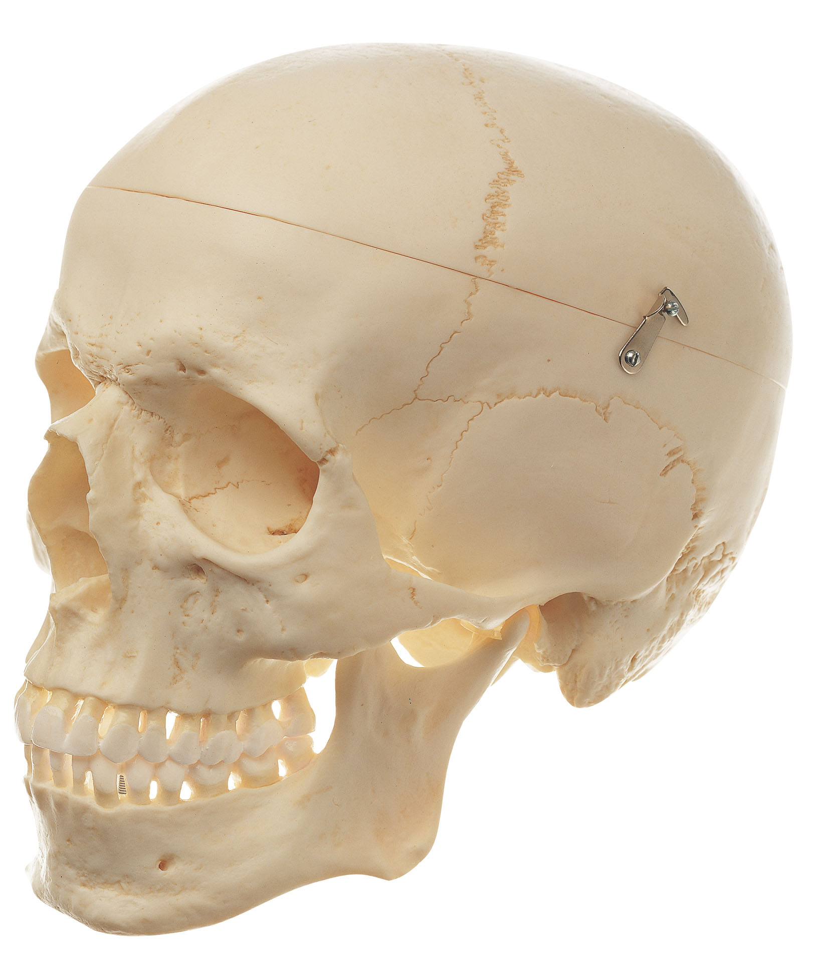 Artificial Human Skull (Separates Into 3 Parts)