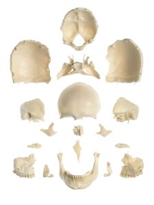 18 Part Model of Skull