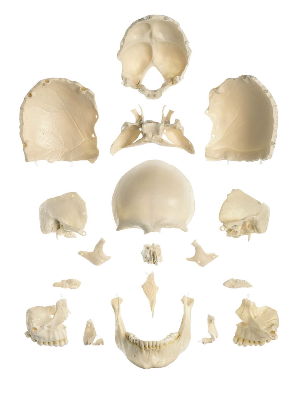 18 Part Model of Skull