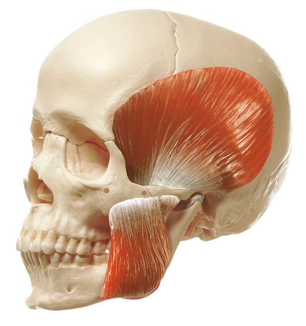 18 Part Skull + Muscles of Mastication
