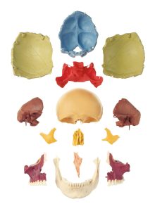 14 Part Coloured Skull