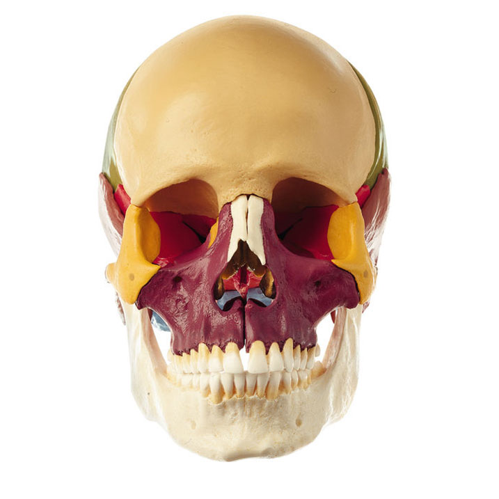 18 Part Coloured Skull