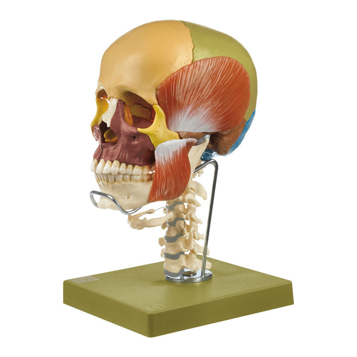 18 Part Coloured Skull + Muscles, Cervical Spine & Hyoid Bone