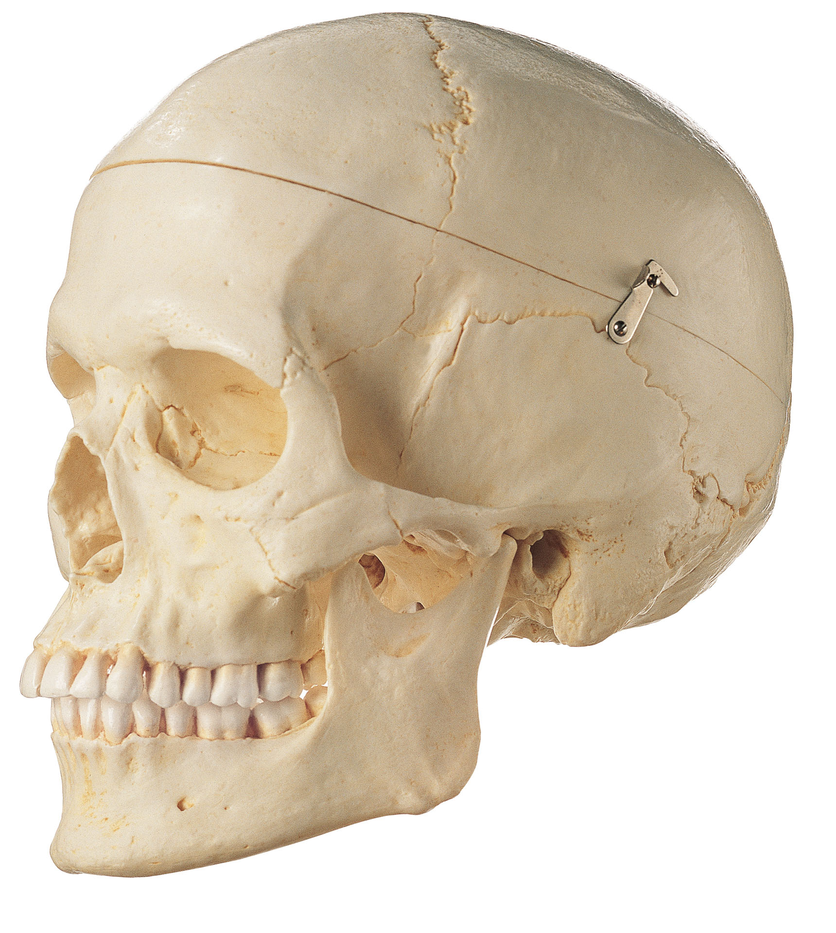 Artificial Human Skull, Female (Separates Into 3 Parts)