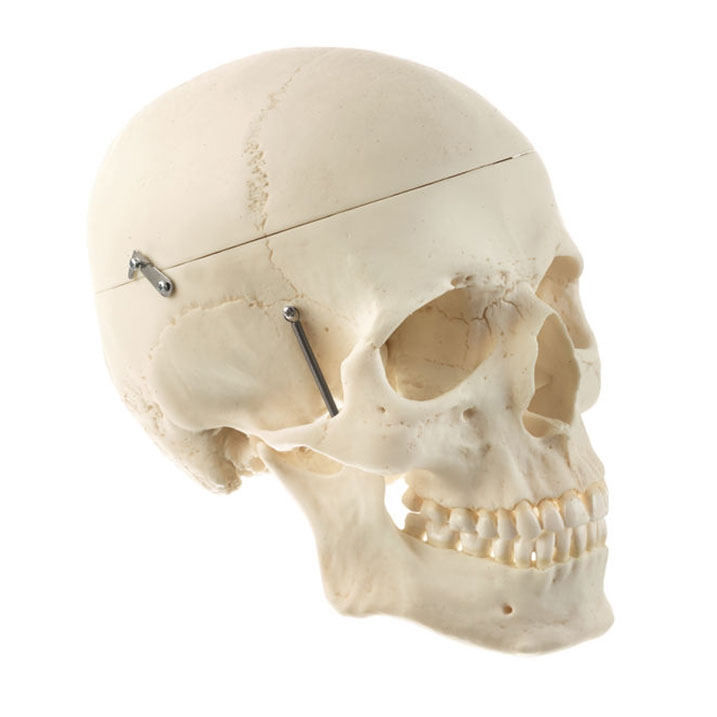 Artificial Male Human Skull With 8-part Brain
