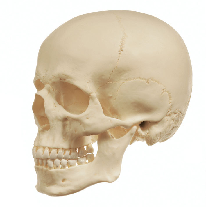 Artificial Human Skull
