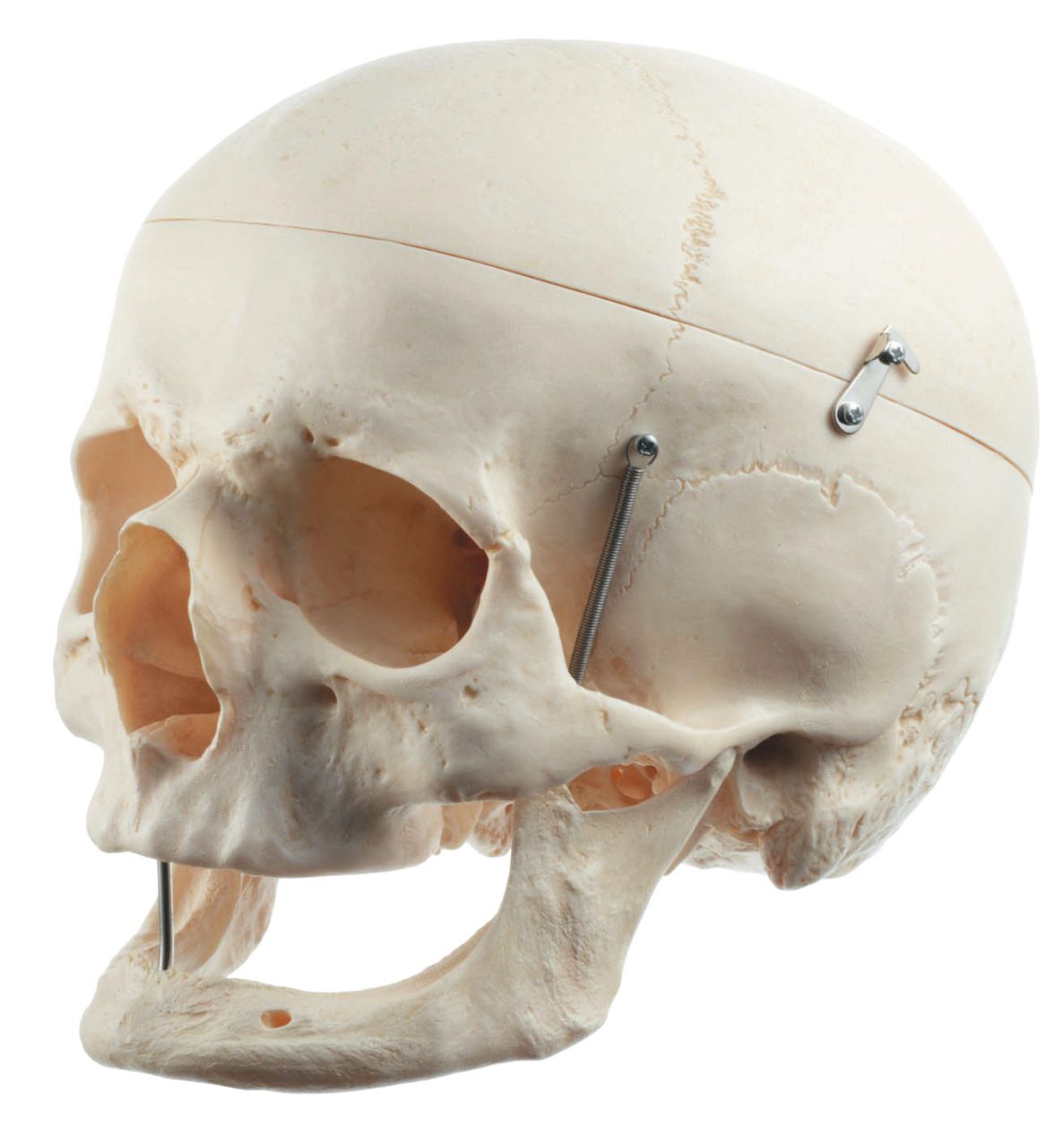 Artificial Human Skull of an Old Man