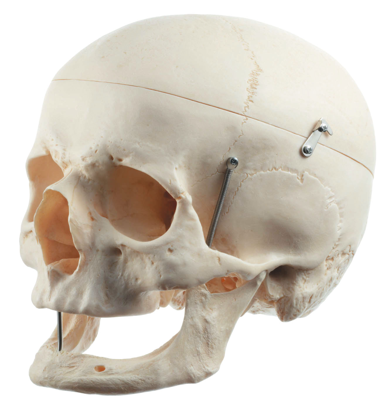 Artificial Human Skull of an Old Man