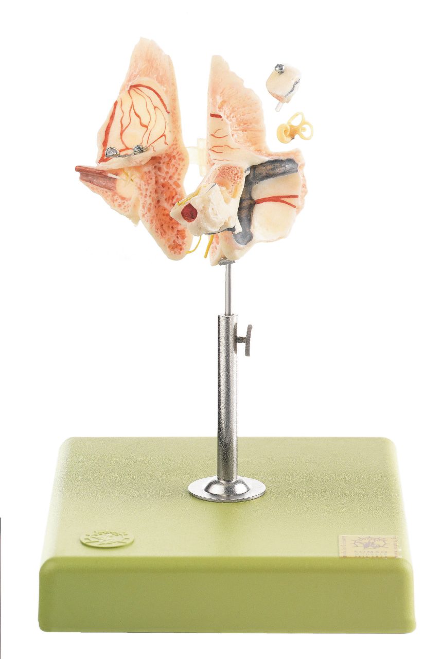 Artificial Temporal Bone