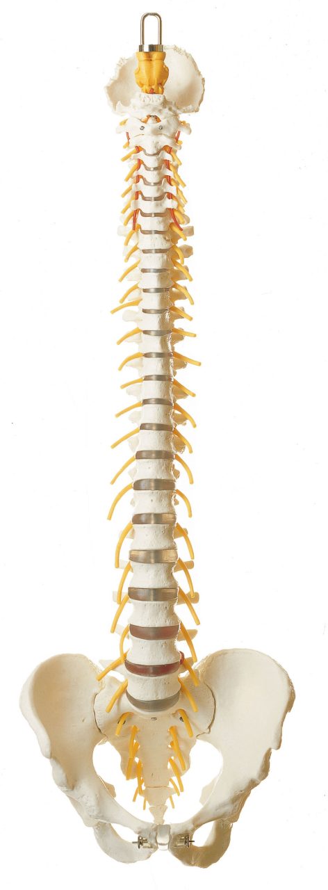 Vertebral Column With Pelvis