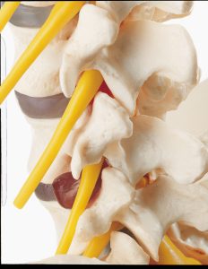 Vertebral Column With Pelvis