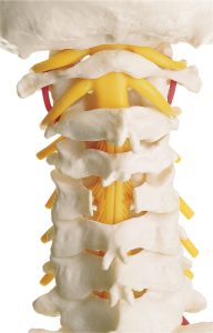 Vertebral Column With Pelvis
