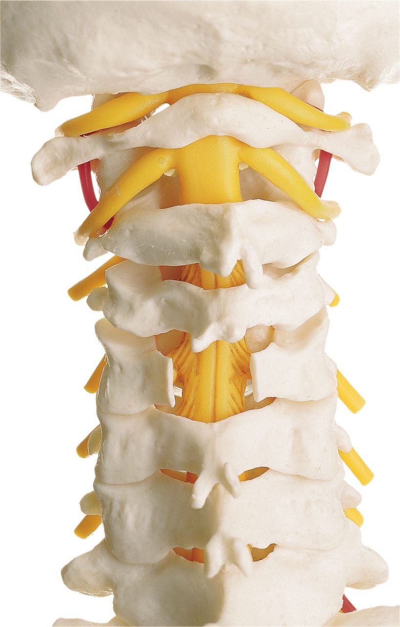 Vertebral Column With Pelvis
