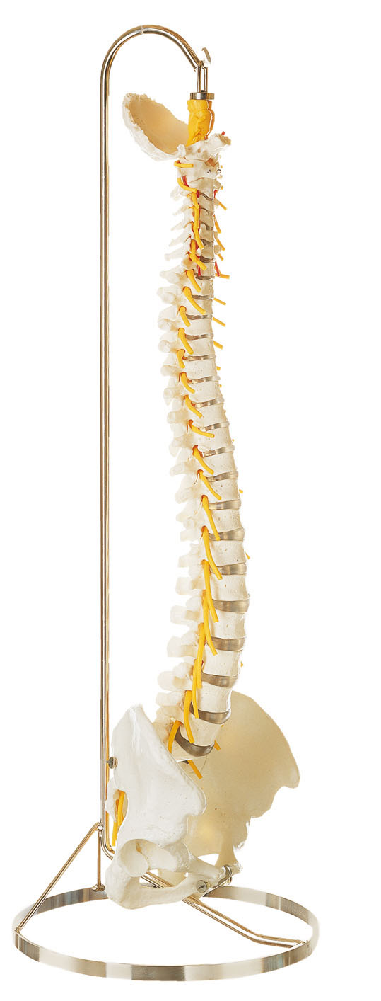 Vertebral Column With Pelvis (Flexibly Mounted on a Stand)
