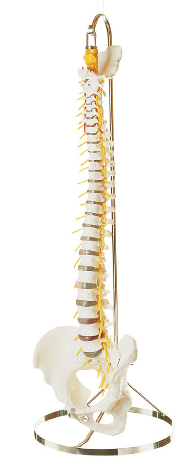 Vertebral Column With Pelvis (Flexibly Mounted on a Stand)