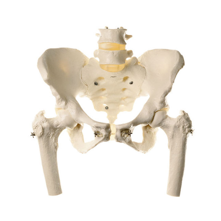 Skeleton of Female Pelvis