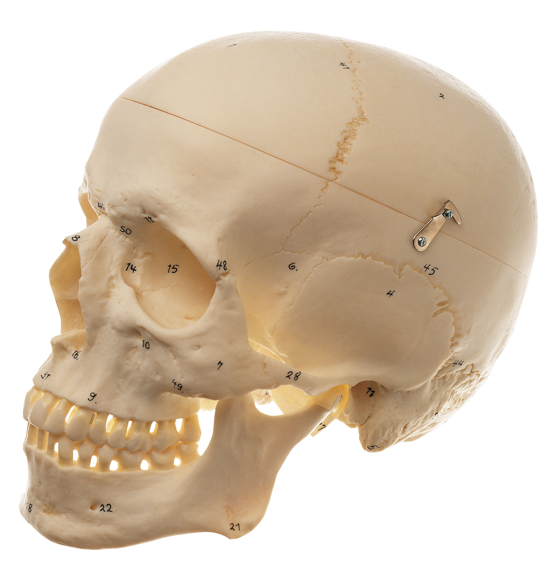Artificial Human Skull (Separates Into 3 Parts)