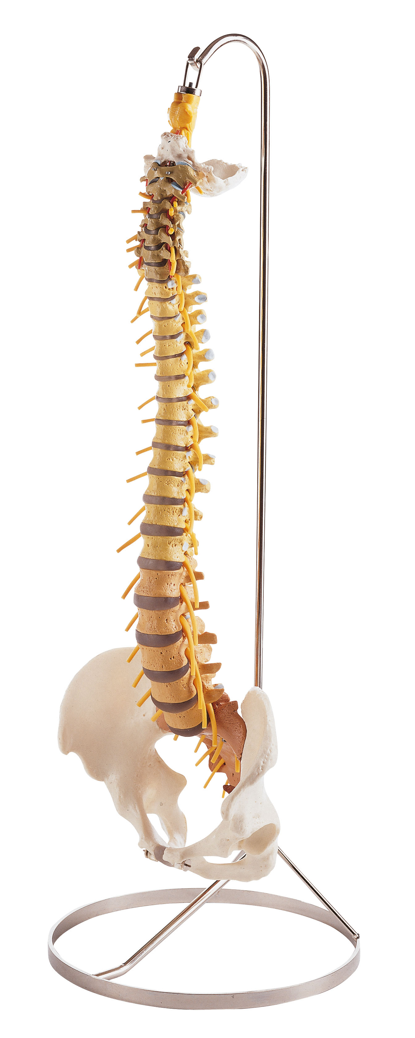Vertebral Column With Pelvis (Flexibly Mounted on a Stand)