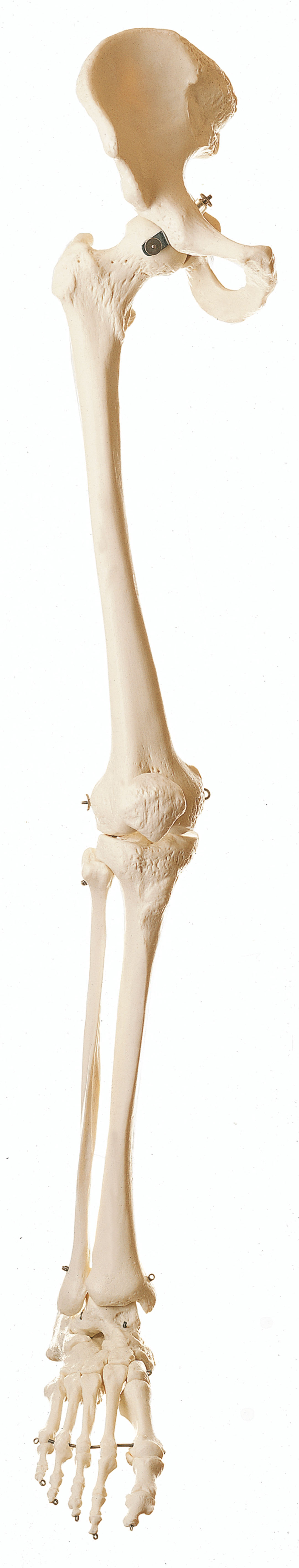 Skeleton of the Lower Extremity With Pelvis