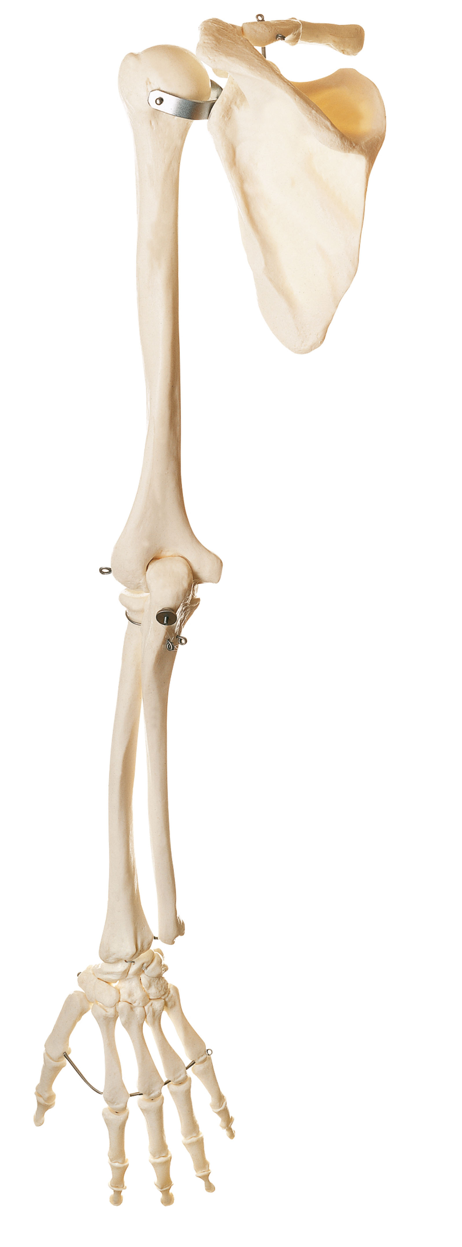 Skeleton of the Arm With Shoulder Girdle