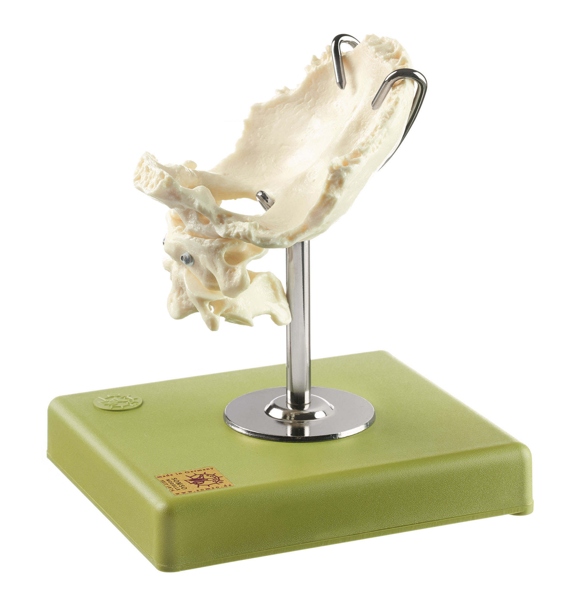 Atlis, Axis and Squamous Part of the Occipital Bone