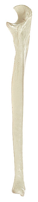 Ulna