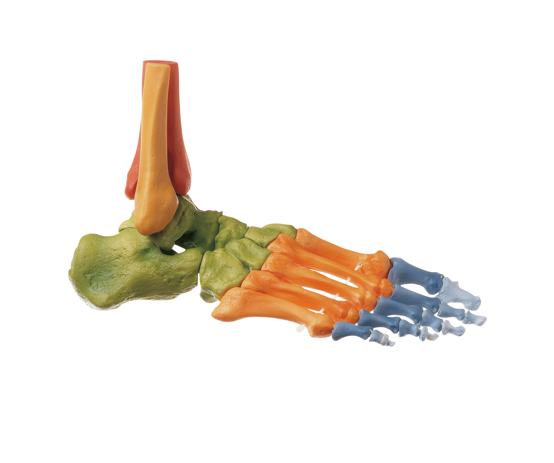 Skeleton of the Right Foot (Movable Joints and Coloured)
