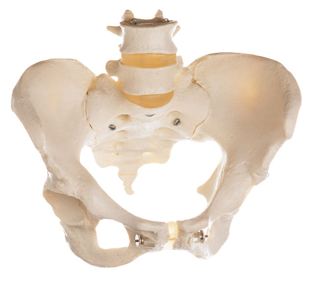 Skeleton of Female Pelvis