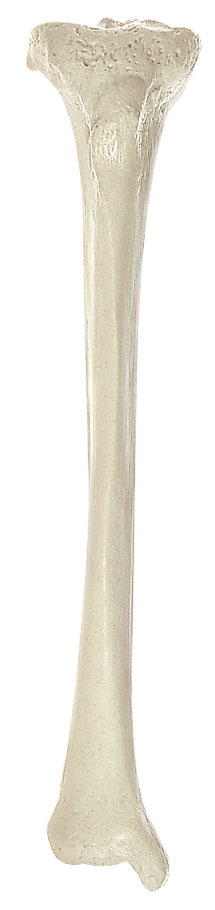 Tibia