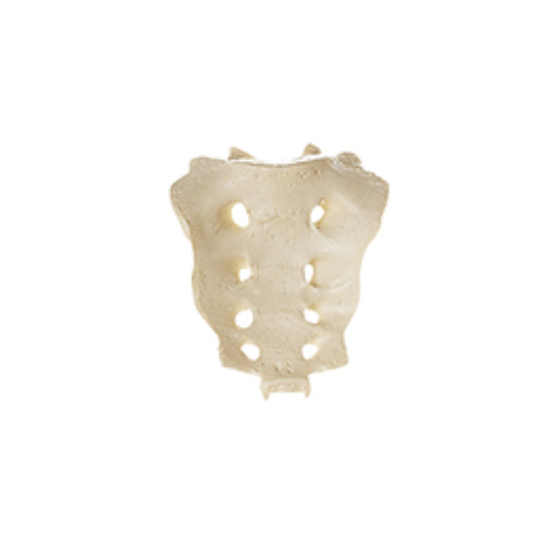 Sacrum