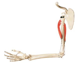Movements of Muscles in the Upper Arm
