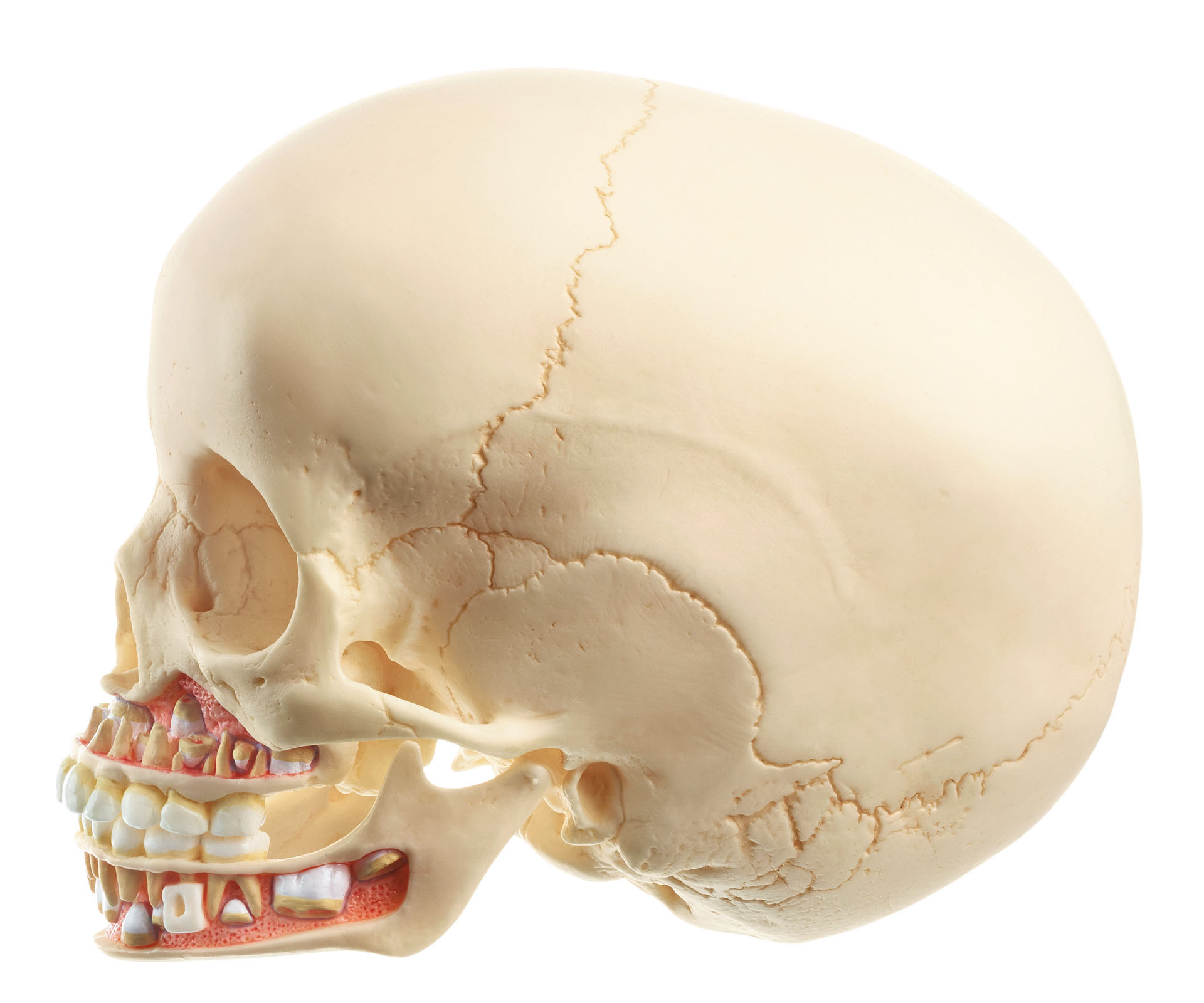Artificial Skull of Child (About 6 Years Old)