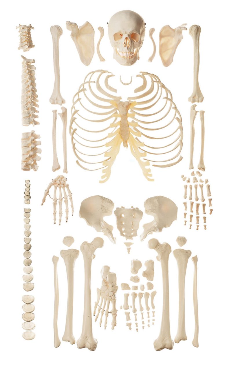 Unmounted Skeleton