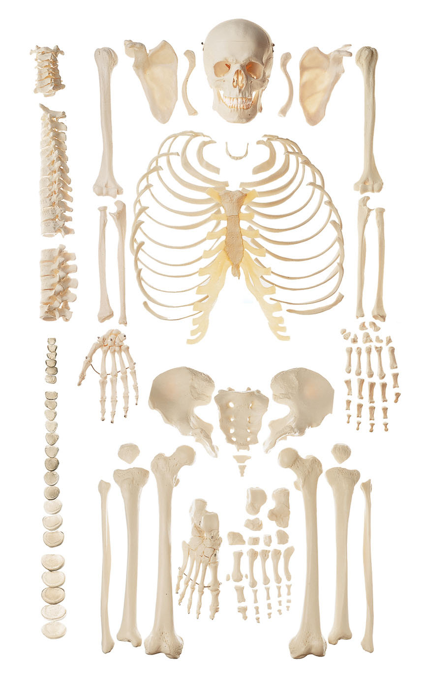 Unmounted Skeleton