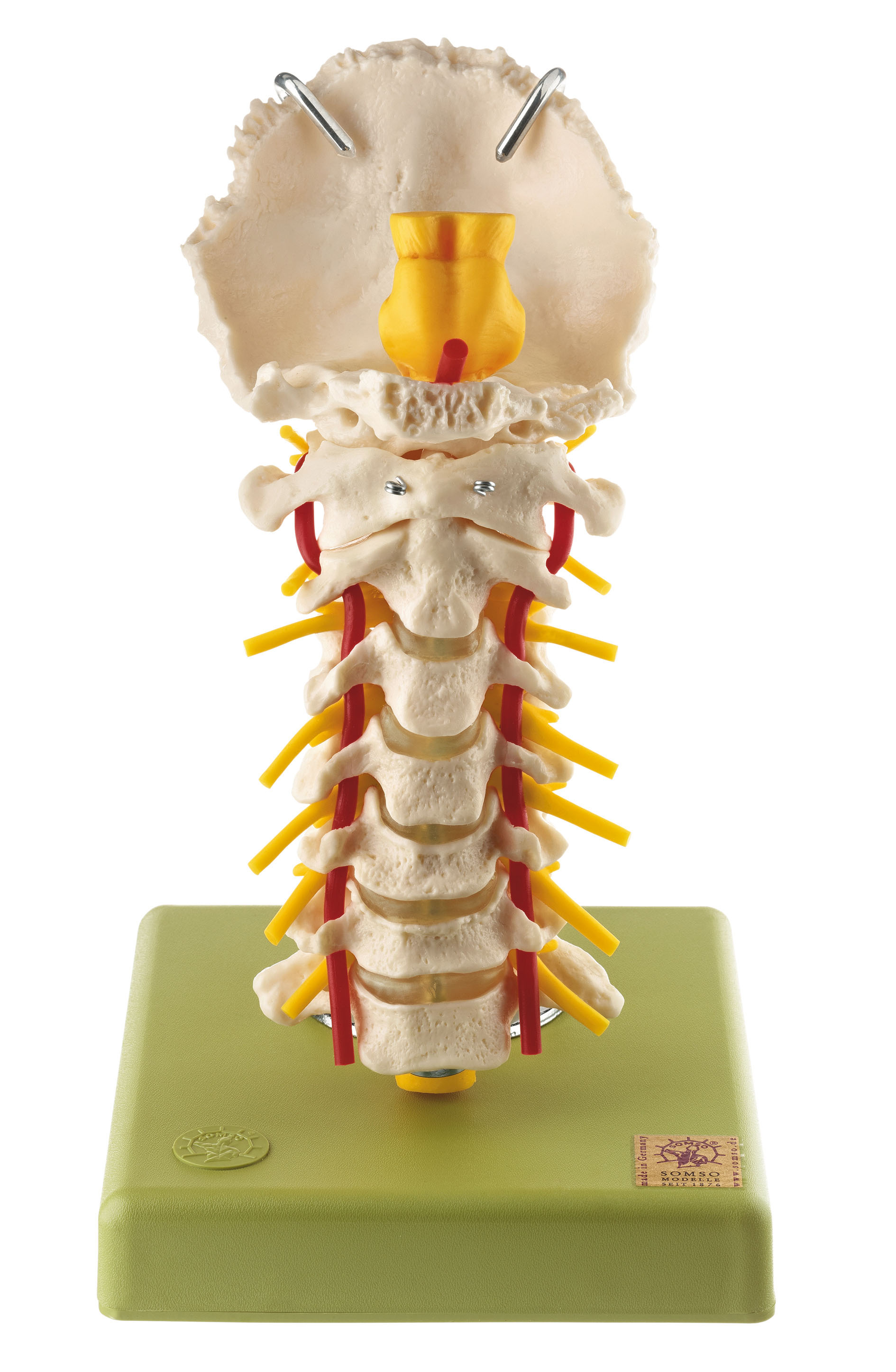 Cervical Vertebral Column