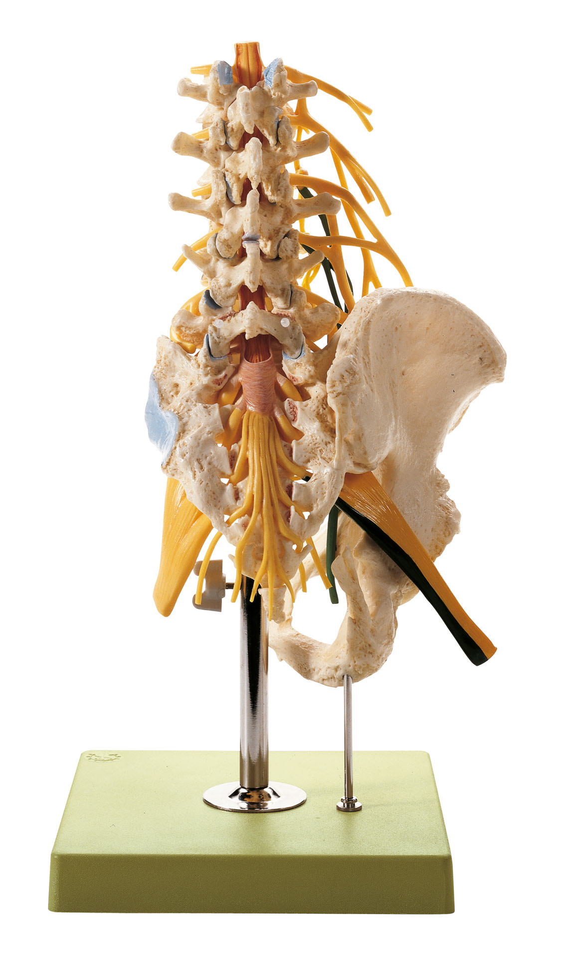 Lumbar Spinal Column – With Innervation