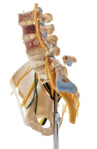 Lumbar Spinal Column - With Innervation