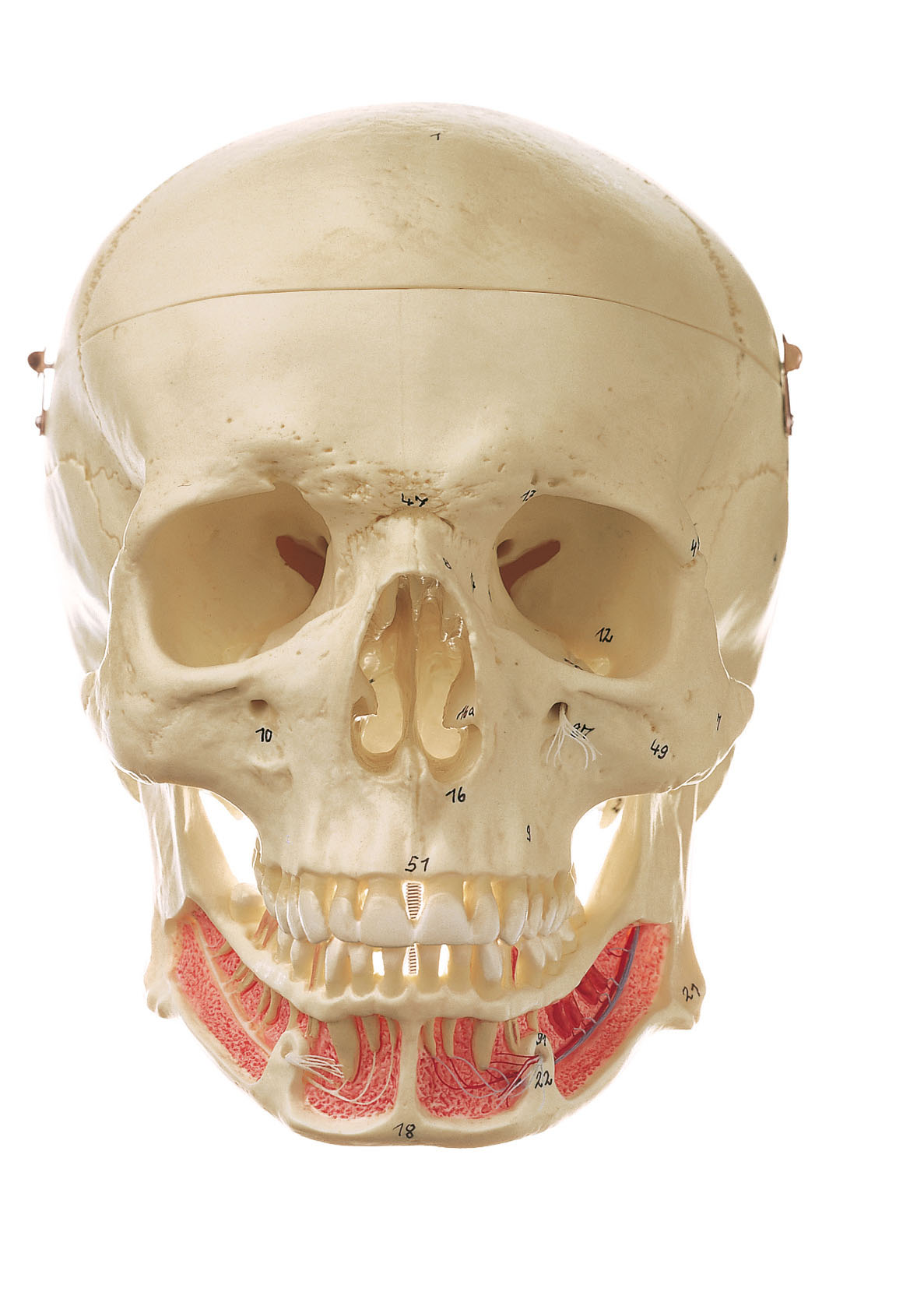 Artificial Human Skull (Separates Into 3 Parts)