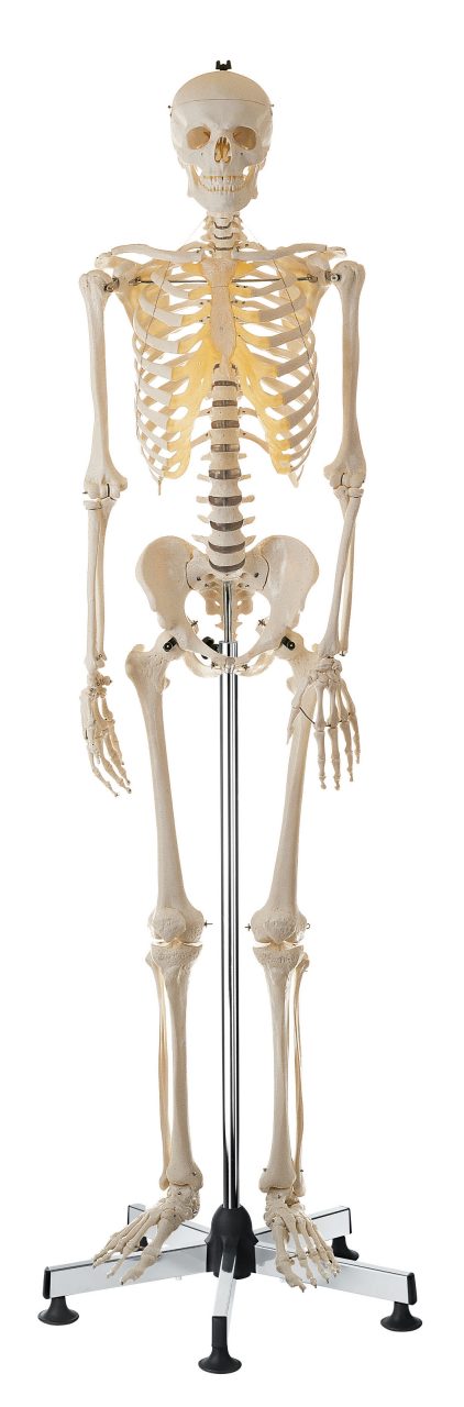 Artificial Human Skeleton - Male