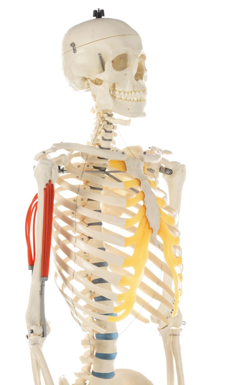 Artificial Human Skeleton - Male